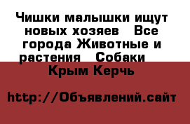   Чишки-малышки ищут новых хозяев - Все города Животные и растения » Собаки   . Крым,Керчь